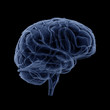 Illustration: Brain Trasparent Vein b Brain Trasparent Vein b