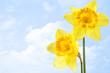 Narcissus
