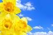 Narcissus