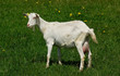 Foto: Chèvre Chèvre