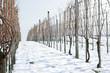 Winter im Weinberg