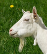 Chèvre