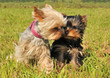 yorkshire et son chiot yorkshire et son chiot