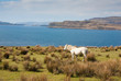 Loch Na Keal on the Isle of Mull, Scotland.