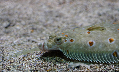Sogliola Sogliola