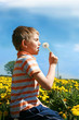 Little boy is blowing dandelion.