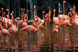Pool of Flamingo