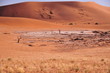 Arbres pétrifiés dans le désert du namib Arbres pétrifiés dans le désert du namib