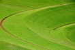 green grass