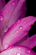Pink petals
