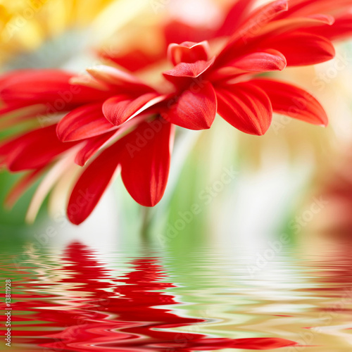 Red daisy-gerbera with soft focus reflected in the water