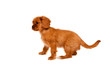 Eleven week old spaniel puppy
