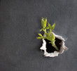 New life