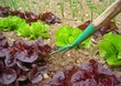 Jardin potager Jardin potager