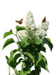 papillons sur fleurs de lilas