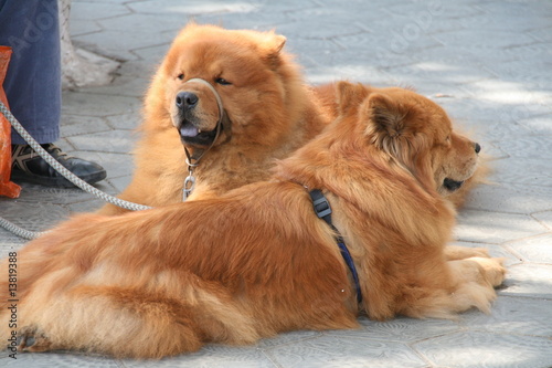 Photo: Txakurrak Txakurrak