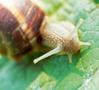 snail on fresh leaf in spring snail on fresh leaf in spring