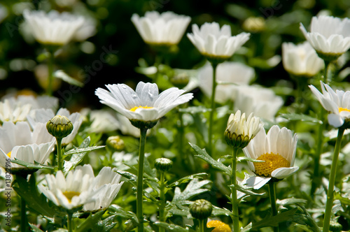 Photo: camomile camomile
