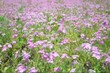 Purple  flowers in a breezy field