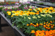 nursery