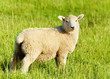 Lamb