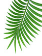 feuille verte de palmier-sagoutier