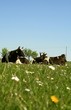 Cows