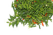 un coin de piments un coin de piments