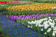 Keukenhof Spring Tulip Garden