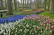 Keukenhof Spring Tulip Garden