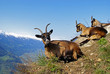Bergziege / Südtirol 1