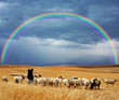 sheep grazing at field