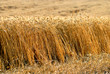 harvest time