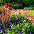 garden in blooming