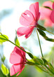 pink flower