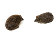 Two hedgehogs on a white background