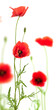 image de fleurs coquelicots isolés sur un fond blanc