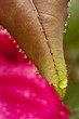 Foto: Raindrop Rose Reflections Raindrop Rose Reflections