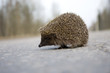 Hedgehog on the road Hedgehog on the road