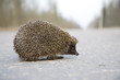 Hedgehog on the road