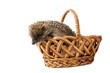 Hedgehog in a wicker basket