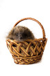Hedgehog in a wicker basket