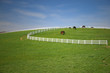 Horses grazing