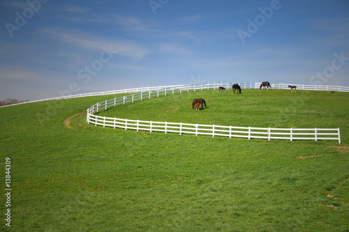 Photo: Horses grazing Horses grazing