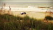 (1004) Dogs and Beachcomber Early Morning Spring