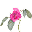 rosa
