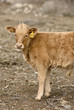 Young Calf
