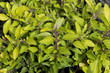 Goldmajoran, Gold-Majoran, Majoran, Origanum vulgare,  Arcon Ban