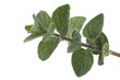 Syrischer Majoran, Majorana syriaca