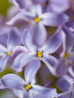 lilac blossoms